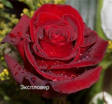 купить семена цветов в бишкеке: Саженцы цветка: Розы — 12