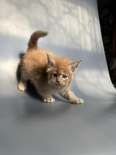 кошка британская: Предлагаются к продаже шикарные котята мейн-кун от породных — 6