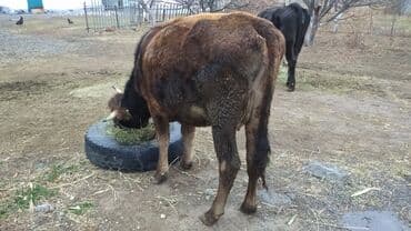 декоративные животные: Продаю | Корова (самка) | Для молока — 2