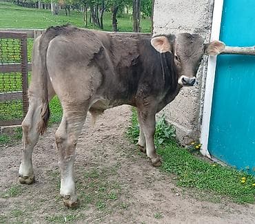 карова уй: Продаю | Бык (самец) | Швицкая | Для разведения | Искусственник — 4