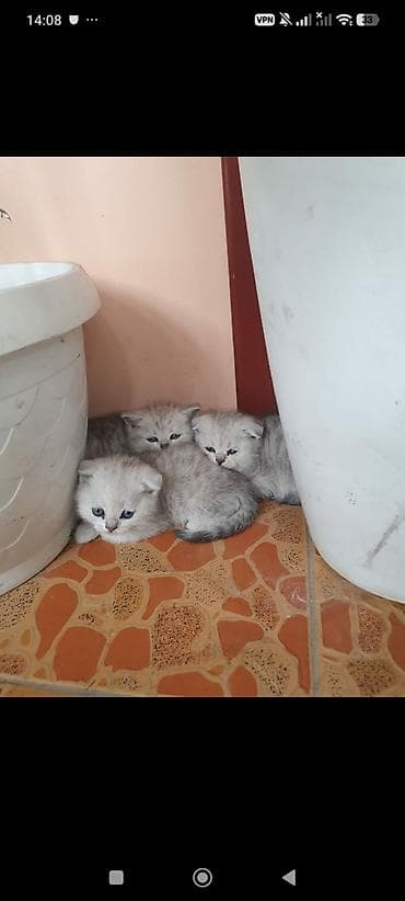 корниш рекс: - Порода: британская короткошёрстная (окрас серебристый — 1