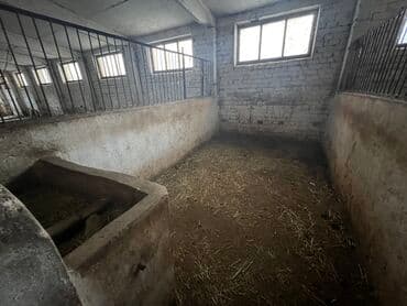 дом совхоз фрунзе: Сдаю Конюшню в перспективном районе для содержания лошадей и быков — 3
