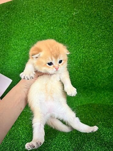 Продажа кошек: Шотландский вислоухий котёнок (скоттиш-фолд), окрас золотая шиншилла — 8