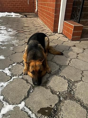 щенки овчарки в дар: Немецкая овчарка, 10 месяцев, Самка, С прививкой — 3