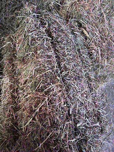 Сено в тюках Клевер с небольшим количеством камыша Большие и плотные