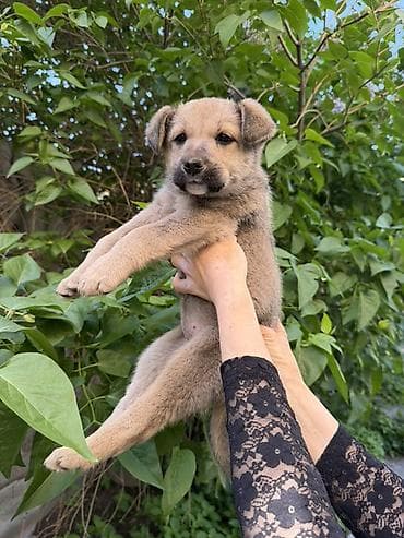 щенок отдам даром: Умный щенок-девочка в добрые руки. Ищем дом для чудесной малышки! Была — 3