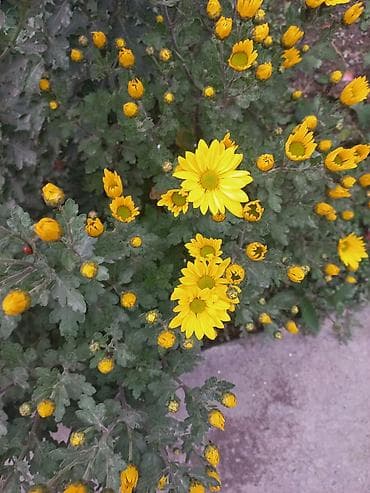 хризантема садовая: Саженцы хризантем с пышной зеленой листвой, готовые к пересадке — 5