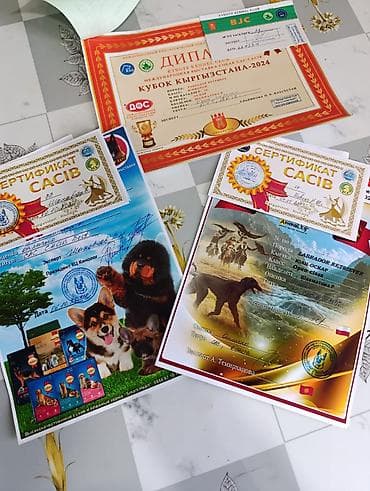 Грызуны: Вязка: Лабрадор-ретривер, Самец, 2 года, С прививкой, С родословной — 2