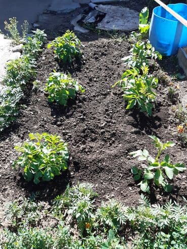 дом в кызыл туу: Дом, 78 м², 3 комнаты, Собственник, Старый ремонт — 6