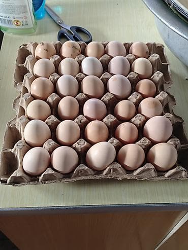 Чай, кофе, напитки: Яйца для инкубации — 1