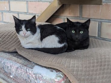 восточно европейская овчарка черная цена: Осталась одна чёрненькая кошечка — ищем спокойный дом/ферму Кошечке — 4