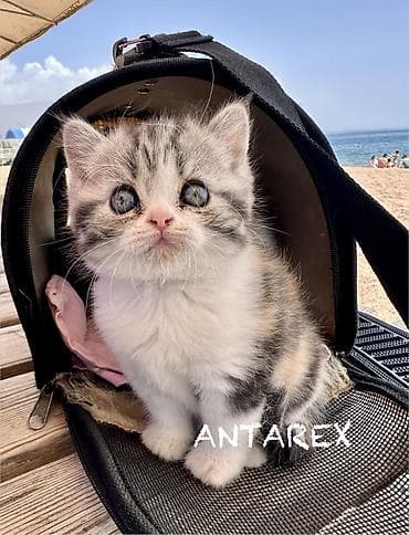Настоящие шотландские котята. Родители из России и Казахстана. Есть