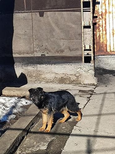 восточно европейская овчарка цена: Продаю немецкую овчарку 4 месяца с прививкой на фото родители — 2