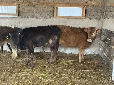 арзан иттер: Сатам | Бука (эркек) | Бордоп семиртүү үчүн — 9