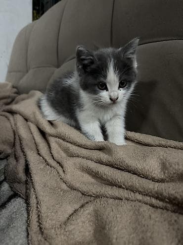 котято: Котята ! Мальчик и девочка — 3