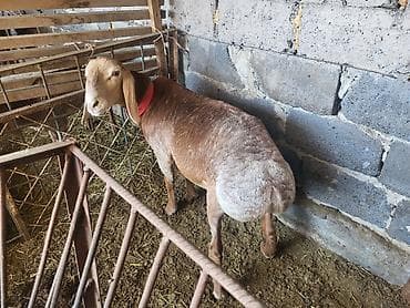 куплю корову в кара балте: Продаю | Баран (самец) | Арашан | Для разведения | Племенные — 6