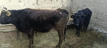 охот собаки: Продаю | Бык (самец) | Полукровка | На откорм — 6