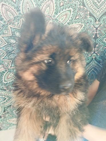 алатауская порода: Немецкая овчарка, 1 месяц, Самка, С прививкой, С родословной — 7