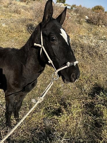 каракол животные: Продаю | Конь (самец) | Конный спорт — 9