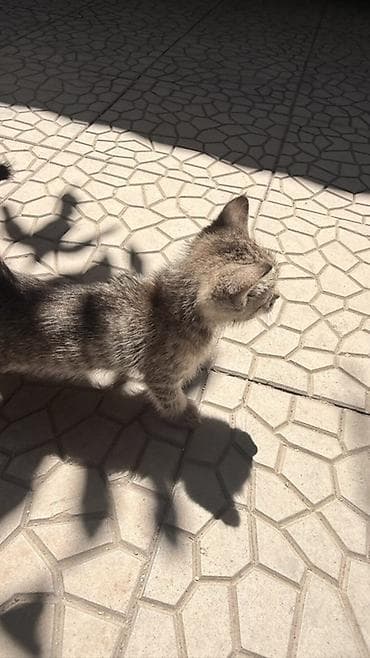 scottish fold: Отдам симпатичных котят в добрые руки. Малыши ищут дом. Родились 17 — 4