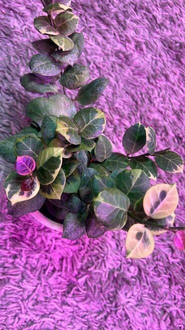 семена гортензии: Продаю Хойки. редкие сорта. на срез. 1- лакуноза — 2