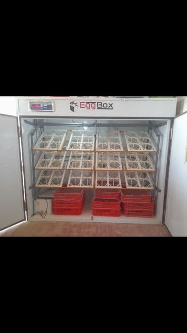 птинитка буу: Продаю заводской автоматический инкубатор для 72 страусиных яиц,можно — 3