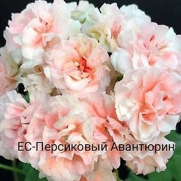цветы канны: Пеларгония зональная махровая «Анна Каренина» (королевская розебудная — 8