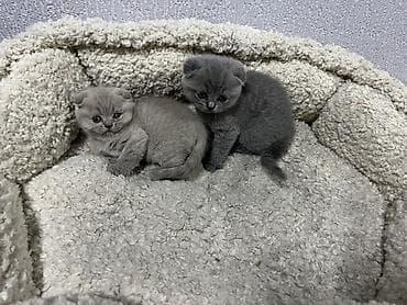 румынский фазан самка: Шотландские вислоухие котята, окрас голубой/люсильвер. - Порода — 4