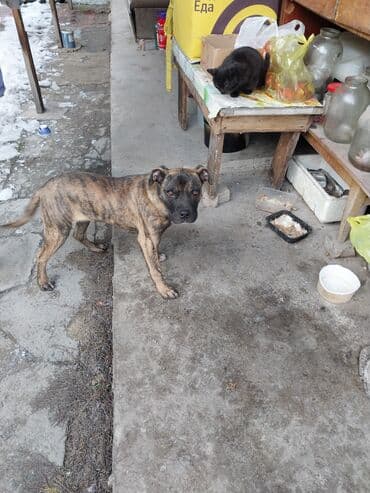 Ковролин: Питбуль, 5 айлык, Эркек, Эмделген — 2