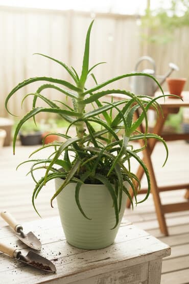 цветок кактус: Комнатные суккуленты в горшках 1) Алоэ (высокий куст в светло-зелёном — 1