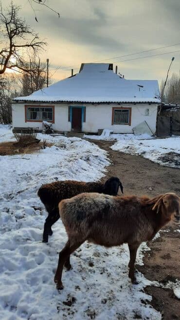 оскон ордо дом: 6 соток, Для строительства, Красная книга — 4