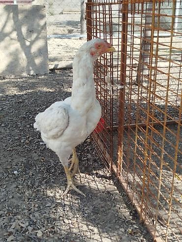 птицы голуби: Продаю | Петух — 3