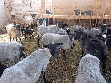 корм для баранов: Продаю | Овца (самка) | Для разведения | Матка — 2
