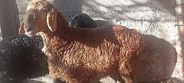 собака такса: Продаю | Ягненок | Для разведения — 2