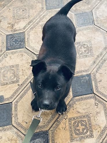 Питбуль, 3 месяца, Самец, С прививкой