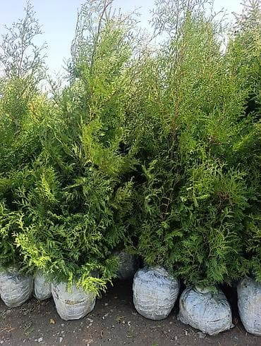 дерево: Продаются туи (Брабант)арча горная, ель голубая и ель тяньшанская — 2