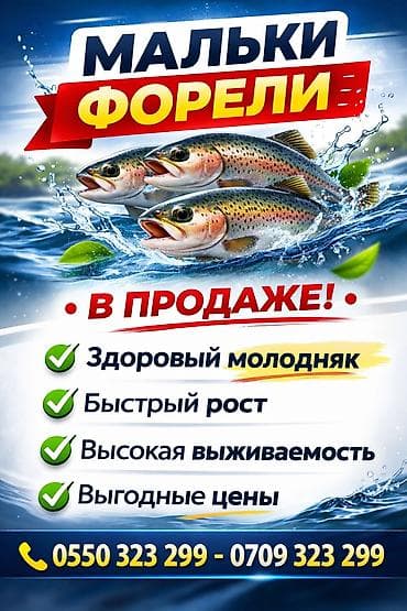 утки цена: Продаю Мальков форели Troutlodge (триплоид), партия 200 000 шт. - — 3