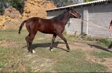 Иттер: Сатам | Байтал | Жумушка — 1