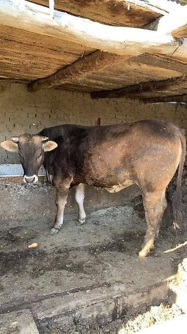 кошка породистый: Продаю | Тёлка | Швицкая | Для разведения, Для молока | Не стельные — 1