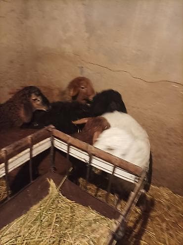 уй сатып алам бишкек: Сатам | Козу | Көбөйтүү үчүн — 9