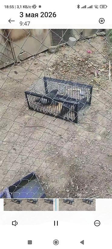 сачок для рыбы: Защитные сетки от птиц — 2