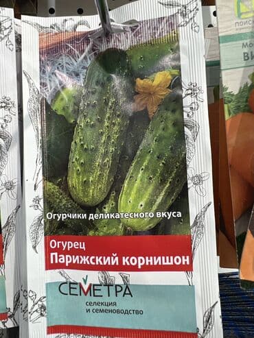 картофель семена: Уруктар жашылчалардын: Сабиз, Бадыраңдар, Капуста, Өзү алып кетүү, Акылуу жеткирүү — 1
