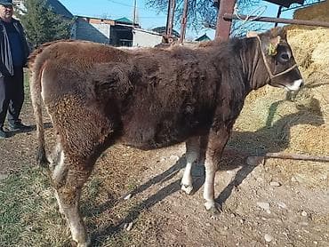 бишкек торпок: Сатам | Кунаажын | Аргын | Көбөйтүү үчүн | Байланган — 1