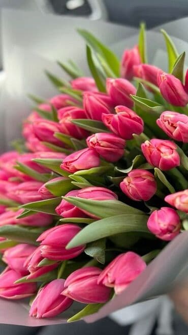 Предзаказ на тюльпаны 🌷! На 8 марта 💐 Оптом по 85 сом 🌷 Розницу по