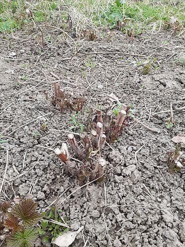 газ аа: Полка сорту - Сортовая малина, кустовая посадка. На фото — мощные — 4