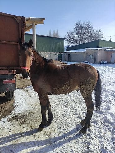 кролики фландр: Продаю | Жеребец | Рабочий — 1