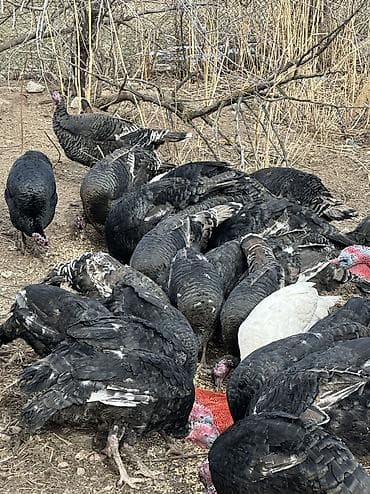 токмок кошка: Сатам | Ургаачы күрп (ургаачы), Балапан күрп | Аргын, Кара ханзаада, Түндүк Кавказ | Союуга, Көбөйтүү үчүн | Асыл тукумдуу — 10