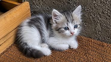 кошка кот: Скотиш Фолд (Шотландская вислоухая), 2 месяца, Девочка, Золотая шиншилла, Приучена к лотку — 4