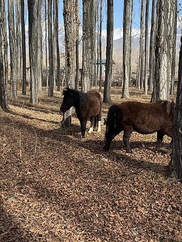 лошади в красна речики: Продаю | Жеребец, Жеребенок — 4