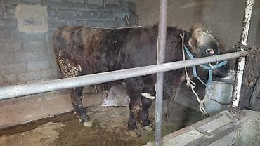 Үй жаныбарлары үчүн товарлар: Сатам | Бука (эркек) | Аргын | Бордоп семиртүү үчүн | Байланган — 2